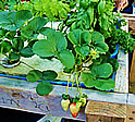 aquaponics strawberry plant