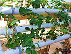 aquaponics thmb