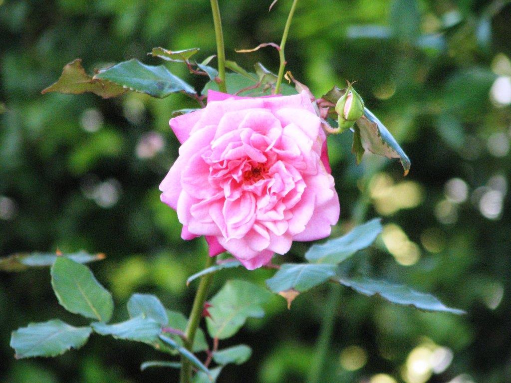 A Pink Rose