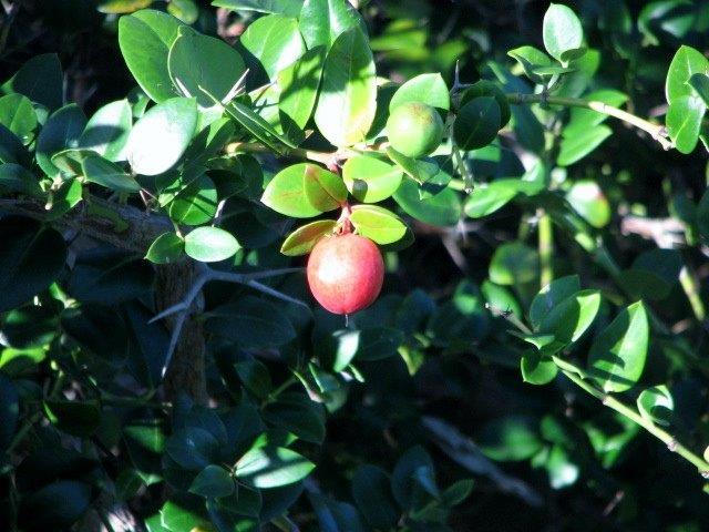 NatalPlum